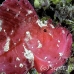 scorpionfish_leaf_ni_h_0041_pal0157.jpg